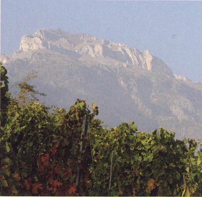 Vignoble_d'altitude - copie